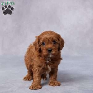 Gail, Cavapoo Puppy